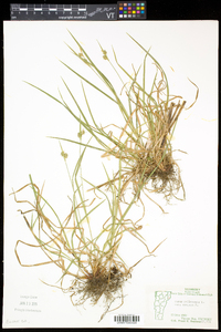 Carex pallescens image