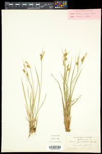 Carex pallescens image