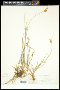 Carex pallescens image