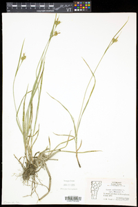 Carex pallescens image