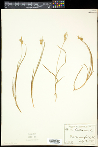 Carex pallescens image