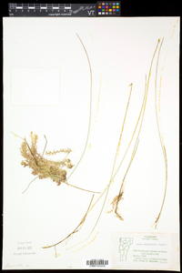 Carex pauciflora image