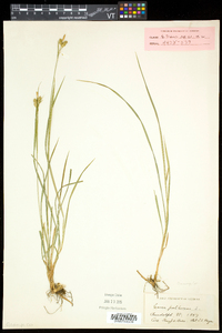 Carex pallescens image