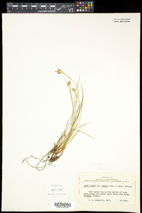 Carex pallescens image