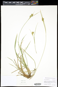 Carex pallescens image