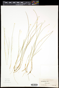 Carex pauciflora image