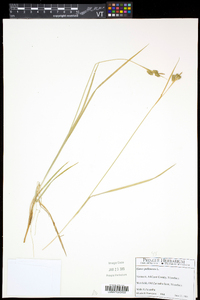 Carex pallescens image