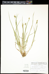 Carex pallescens image