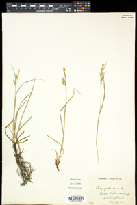 Carex pallescens image