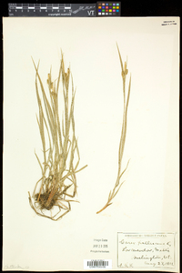 Carex pallescens image