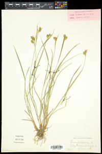 Carex pallescens image