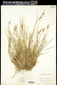 Carex pallescens image