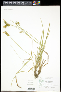 Carex pallescens image