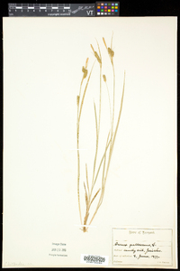 Carex pallescens image