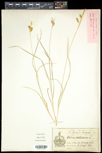 Carex pallescens image