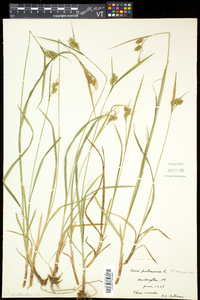 Carex pallescens image