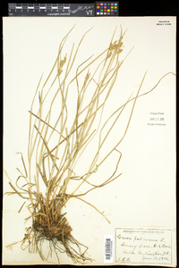 Carex pallescens image