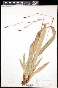 Carex plantaginea image