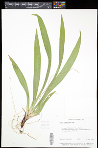 Carex plantaginea image