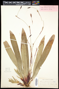 Carex plantaginea image