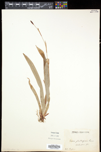 Carex plantaginea image