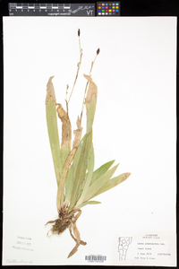 Carex plantaginea image