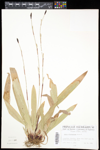 Carex plantaginea image