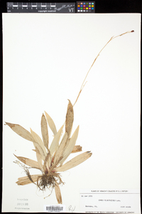 Carex plantaginea image