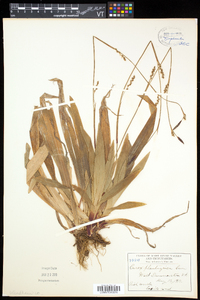 Carex plantaginea image