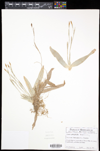 Carex platyphylla image