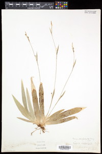 Carex platyphylla image