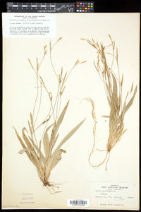 Carex platyphylla image