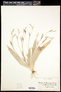 Carex platyphylla image