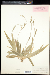 Carex platyphylla image