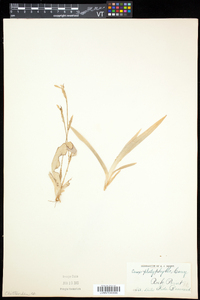 Carex platyphylla image