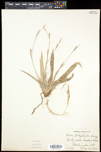 Carex platyphylla image