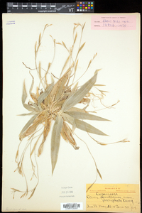 Carex platyphylla image