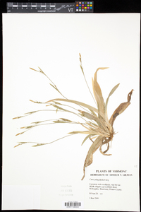 Carex platyphylla image