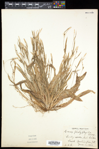 Carex platyphylla image