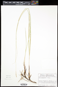 Carex praegracilis image