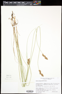 Carex praegracilis image