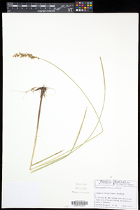 Carex prairea image