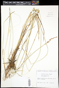 Carex prairea image