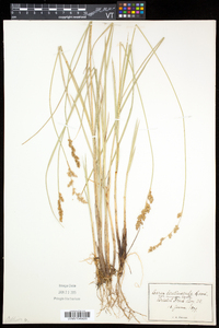 Carex prairea image