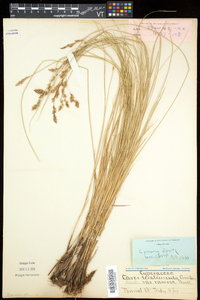 Carex prairea image