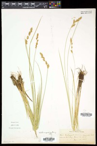 Carex prairea image