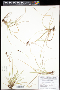 Carex richardsonii image