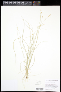 Carex radiata image