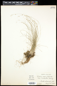 Carex radiata image