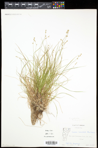 Carex radiata image